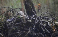 Anakan Elang Jawa Menetas di Gunung Ciremai Jawa Barat