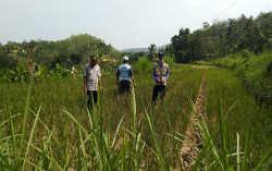 Kemarau Baru Mulai, Puluhan Hektare Sawah di Kulonprogo Sudah Puso karena Kekeringan