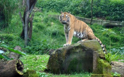 Izin Pembangunan Taman Safari di Panggang Gunungkidul Masih Diurus