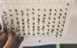 Atasi DBD, Metode Wolbachia Makin Diakui Dunia