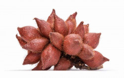 Khasiat Tersembunyi dari Kulit Salak, Obati Sembelit hingga Diabetes