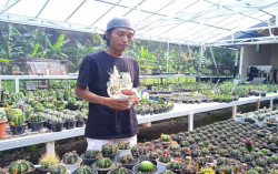 Budidayakan Kaktus, Warga Panjatan Kulonprogo Panen Rezeki saat Pandemi