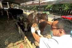 Ini Imbauan Kementan Soal Pelaksanaan Kurban di Tengah Pandemi 