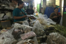 Bersahabat dengan Tumbuhan Tradisional Selama Pandemi
