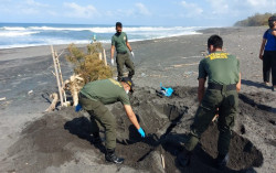 Lumba-lumba Mati di Barat Pantai Samas dengan Burung Besar di Mulutnya