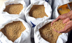 Protein Nabati Punya Manfaat Luar Biasa, Kedelai Baik Dikonsumsi di Masa Pandemi