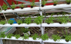 UMY Bantu Ibu-Ibu Wirokerten Manfaatkan Kebun di Masa Pandemi