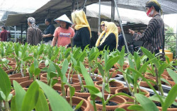 Cantiknya Anggrek dari Penggarit Pemalang