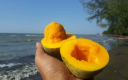 Cara Unik Makan Mangga Istana Desa Penggarit Pemalang