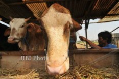 Rutan Pajangan Sembelih Sapi & Kambing