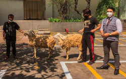 Hotel HARPER Malioboro Yogyakarta Salurkan Hewan Kurban Untuk Dua Masjid di Jogoyudan Yogyakarta