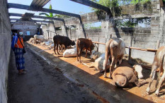 Kementan Pastikan Stok Hewan Kurban Cukup dan Aman