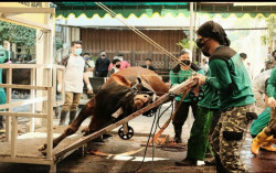 Masjid Jogokariyan Jogja Sembelih 51 Ekor Sapi dan 46 Kambing. Daging Dibagikan per Jiwa