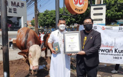 Potong 1.100 Hewan Kurban, Putra Siregar Raih Rekor MURI
