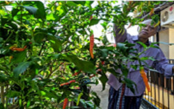 Dosen UMY Bikin Pesantren Masyarakat Urban Farming