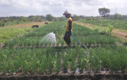 Harga Cabai Anjlok, Petani: Karena PPKM, Tidak Ada Pesanan dari Jakarta