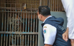 Harimau Ragunan yang Kena Covid-19 Sudah Pulih, Sempat Flu dan Sesak Napas
