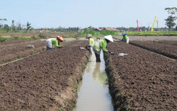 Petani Bantul Berbondong-bondong Tanam Bawang Merah