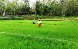 Masa Tanam Ketiga Didominasi Komoditas Singkong