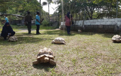 Kesulitan Pakan karena Wisata Ditutup, Exotarium Lepaskan Satwanya