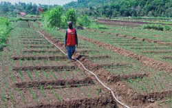 Penjualan Hasil Panen Tak Dibayar, Petani Bawang Merah Nawungan Resah
