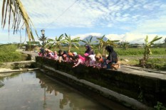 Ikan Koi Paling Terdampak Bediding