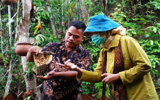 Lebih Dekat Mengenal Madu Tawon Cenara Khas Ngargoretno