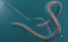 WHO Umumkan Adanya Kematian Akibat Virus Marburg, Berpotensi Menyebar