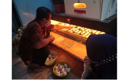 Hadirkan Eggy untuk Tingkatkan Produktivitas Bantul Kalkun Farm