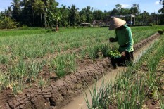 Hasil Panen Ratusan Juta Petani Nawungan Tak Dibayar Koperasi, Ini Tanggapan Bupati Bantul