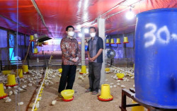 PLN Dukung Industri Peternakan Ayam