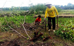 Petani Gunungkidul Panen Raya Singkong, Produksi Ditarget 832.000 Ton