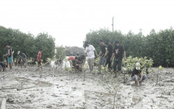 Cegah Rob, Ratusan Pohon Bakau Ditanam di Pesisir Tambakrejo