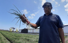 Jelang Panen Raya, Harga Bawang Merah di Bantul Berangsur Naik