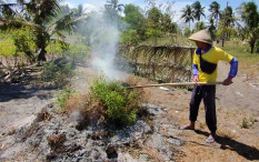 Harga Cabai Rp2.500 per Kg, Petani di Kulonprogo Bakar Tanaman dan Bagikan Panenan ke Tetangga
