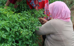 Petani Berharap Ada Solusi dari Pemkab Bantul terkait Anjloknya Harga Cabai