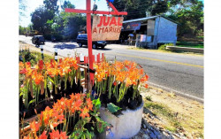 Pemilik Kebun Amarilis Tak Berani Terima Kunjungan