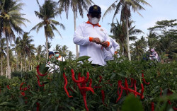 Harga Cabai Anjlok, Dewan Dorong Pemkab Beri Solusi untuk Petani