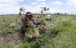 Srigading Panen Raya Bawang, Bantul Makin Yakin Jadi Food Estate