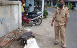 Dikira Bantal, Bulus 20 Kg Ditemukan di Bekas Embung Dekat Saluran Air Kuno