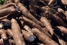 Sederet Makanan Paling Berbahaya di Bumi karena Mengandung Merkuri hingga Sianida