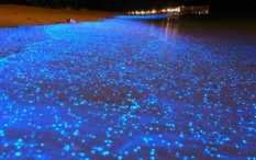 Ada Fenomena Milky Sea di Laut Selatan Jawa, Ini Penyebabnya