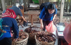 Puas di Embung Kaliaji, Jangan Lupa Oleh-Oleh Salak