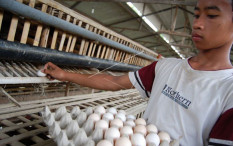 Harga Telur Anjlok, Peternak Bantul Tekor