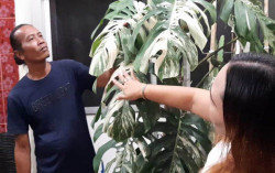  Warga Solo Boyong Monstera King Varigata Rp225 Juta, Baru Sehari Langsung Ditawar Orang
