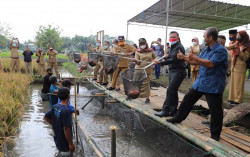 Sistem Mina Padi Untungkan Petani Sleman