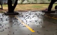 3 Kemungkinan Penyebab Fenomena Burung Pipit Mati Mendadak Massal