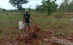 Petani Berharap Harga Singkong Tidak Anjlok