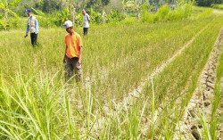 Catat! Pemkab Kulonprogo Jamin Ketersediaan Pupuk Bersubsidi