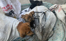 18 Ekor Anjing Yang Hendak Dijagal Berhasil Dievakuasi